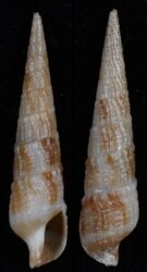 Neoterebra specillata