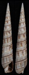 Duplicaria bharatensis