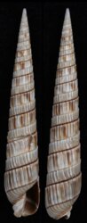 Duplicaria bharatensis