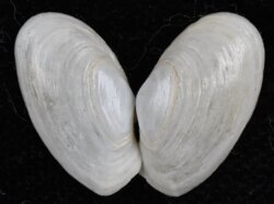 Thracia papyracea