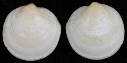 Loripes lacteus