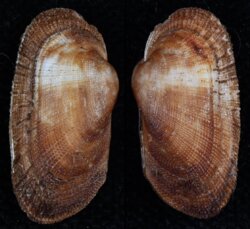 Barbatia barbata