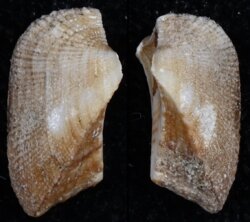 Arca tetragona