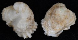 Chama gryphoides