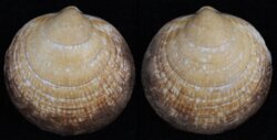 Glycymeris glycymeris