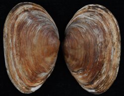 Mya arenaria