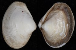 Corbula gibba