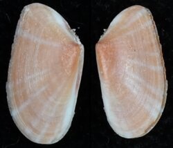 Tellina donacina