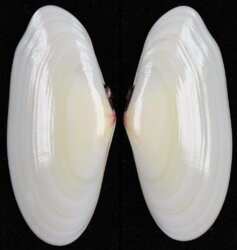 Tellina radiata fma unimaculata