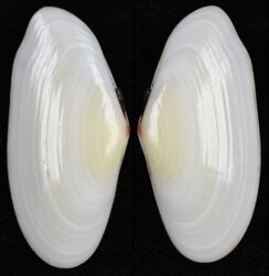 Tellina radiata fma unimaculata