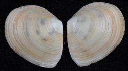 Macoma balthica