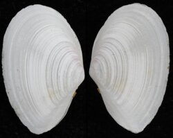 Tellina lineata