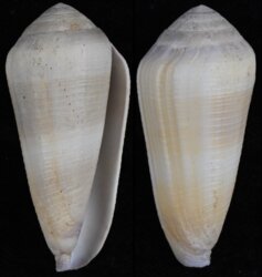 Virgiconus terebra