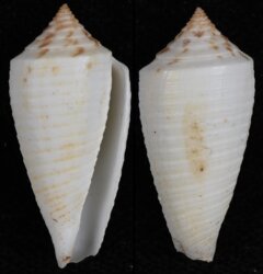 Phasmoconus lovellreevei