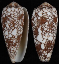 Darioconus omaria
