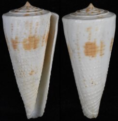 Kioconus tribblei