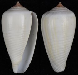 Phasmoconus parius