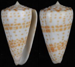 Tesselliconus tessulatus