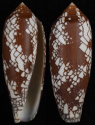 Darioconus aulicus