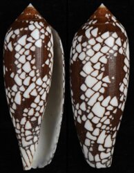 Darioconus aulicus