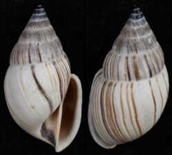 Anctus angiostomus