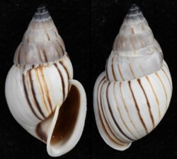 Anctus angiostomus