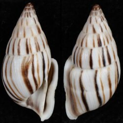 Anctus laminiferus