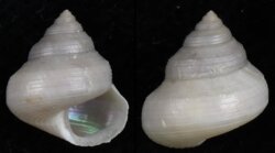 Calliostoma nordenskjoldi