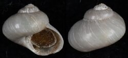 Margarella violacea