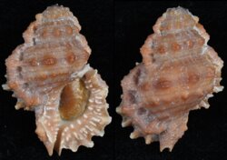 Bursa corrugata ponderosa