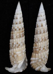 Rhinoclavis fasciata