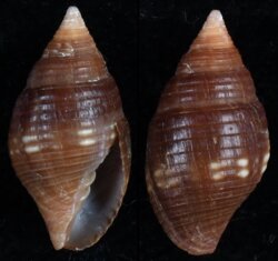 Mitra chrysalis