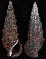 Cerithium vulgatum