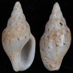 Rhombinella laevigata