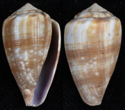 Kioconus parvulus meyeri