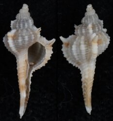Vokesimurex dolichourus