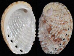 Haliotis squamosa