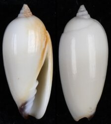 Imbricaria olivaeformis