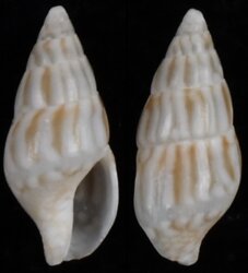 Mitrella albuginosa