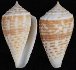 Asprella rolani