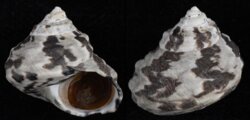 Cittarium pica