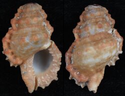 Bursa corrugata pustulosa