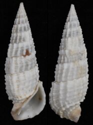 Rhinoclavus aspera