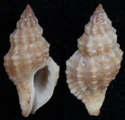 Ergalatax dattilioi