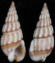 Nassarius capensis