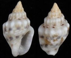 Euplica festiva