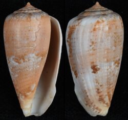 Floraconus tinianus