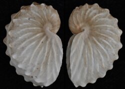 Argonauta hians