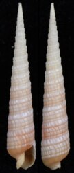 Terebra babylonia