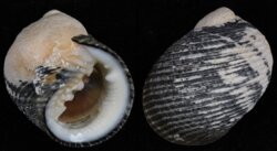 Nerita scabricosta